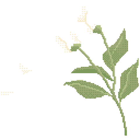 GIF of a white little flower and petals